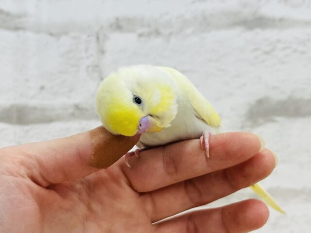 セキセイインコ