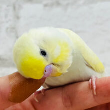 カキカキ大好き甘ったれ〜〜〜♡♡セキセイインコ(クリーム)