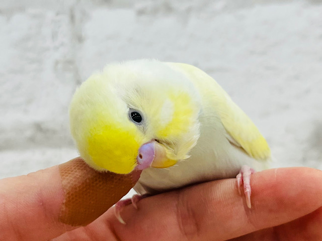 カキカキ大好き甘ったれ〜〜〜♡♡セキセイインコ(クリーム)