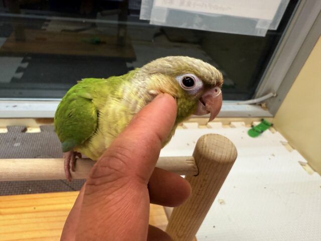 ホオミドリウロコインコ