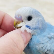 【最新画像更新🪄】気分はモデルさん？！セキセイインコ（スパングル）ヒナ