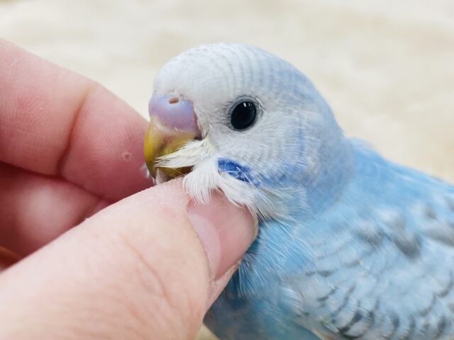 【最新画像更新🪄】気分はモデルさん？！セキセイインコ（スパングル）ヒナ