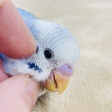【最新画像更新🪄】わくわく♪好奇心旺盛☆セキセイインコ（パイド）ヒナ