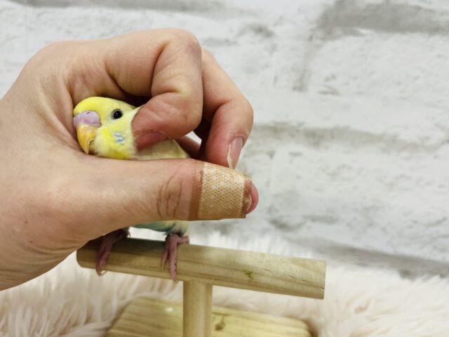 セキセイインコ