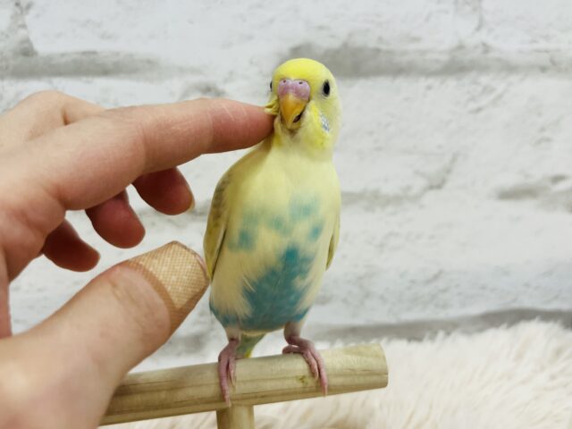 セキセイインコ