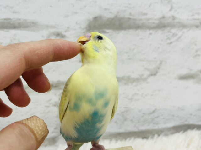 セキセイインコ