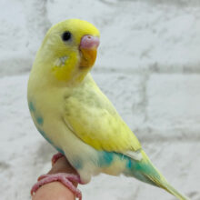 【動画更新🪄】お腹にお空が描かれた！？🖌セキセイインコ(パステルレインボーパイド)
