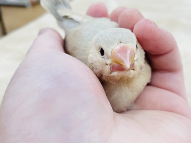 シナモン文鳥