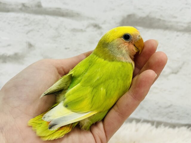 コザクラインコ（小桜インコ）