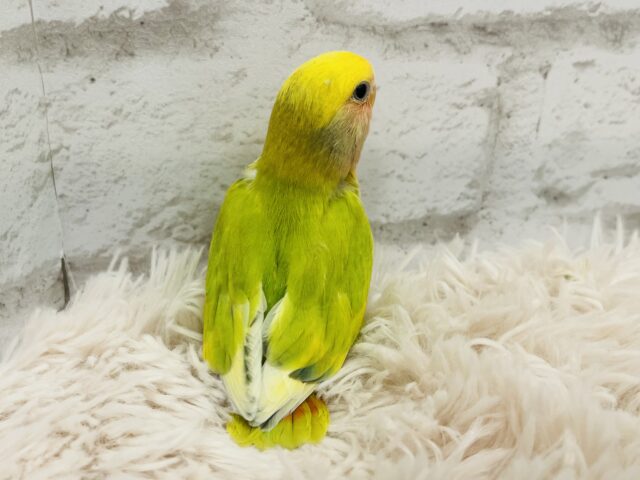 コザクラインコ（小桜インコ）