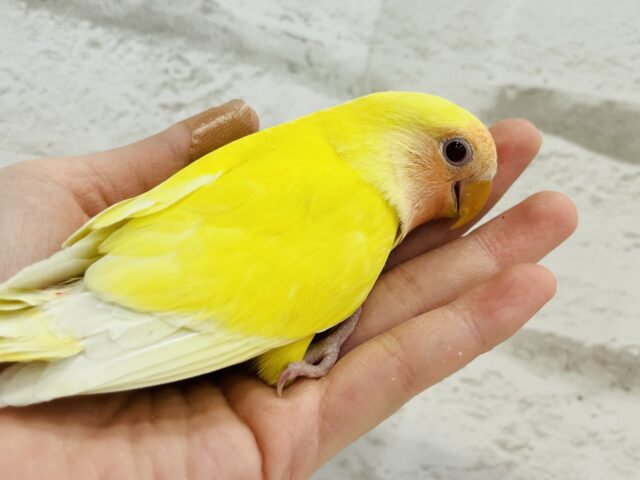 コザクラインコ（小桜インコ）