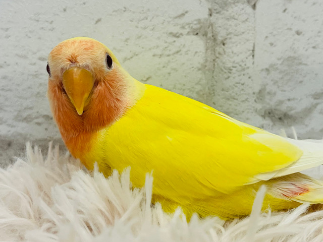 フルーツ界の妖精です🧚コザクラインコ(ルチノー) ヒナ