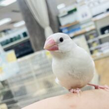 【最新画像更新🪄カゴデビューしました☆】真っ白でふわふわ！白文鳥 ヒナ