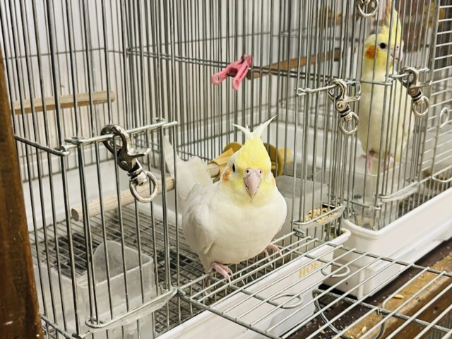 オカメインコ