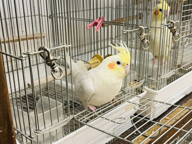 オカメインコ