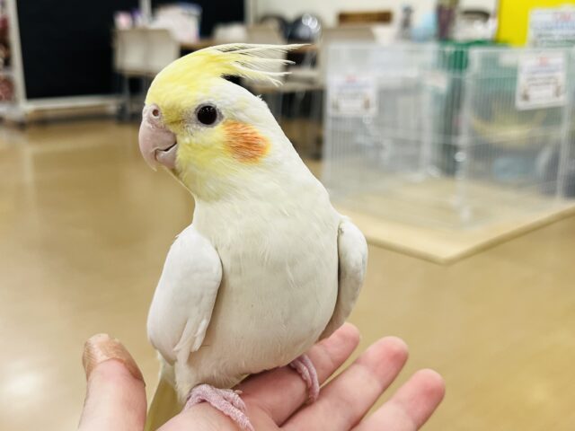 オカメインコ