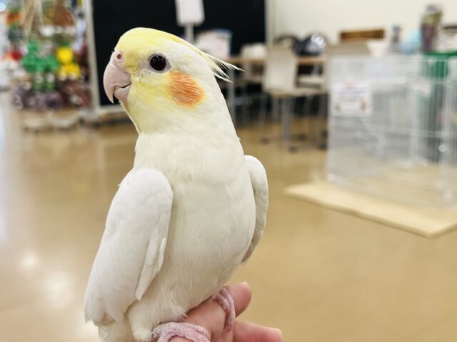 オカメインコ