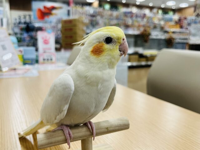 オカメインコ