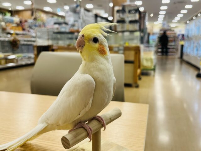 オカメインコ