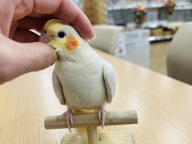 オカメインコ