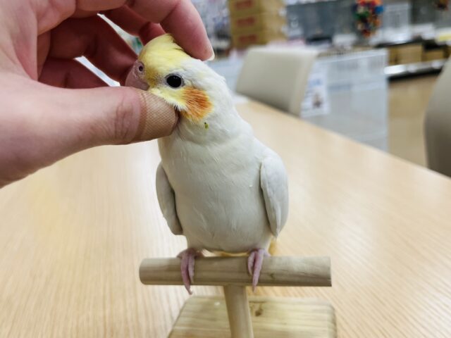 オカメインコ