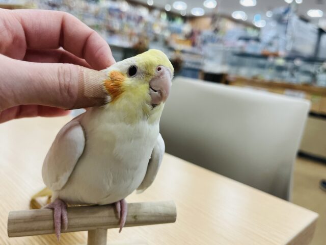 オカメインコ