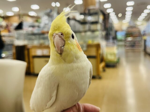 オカメインコ