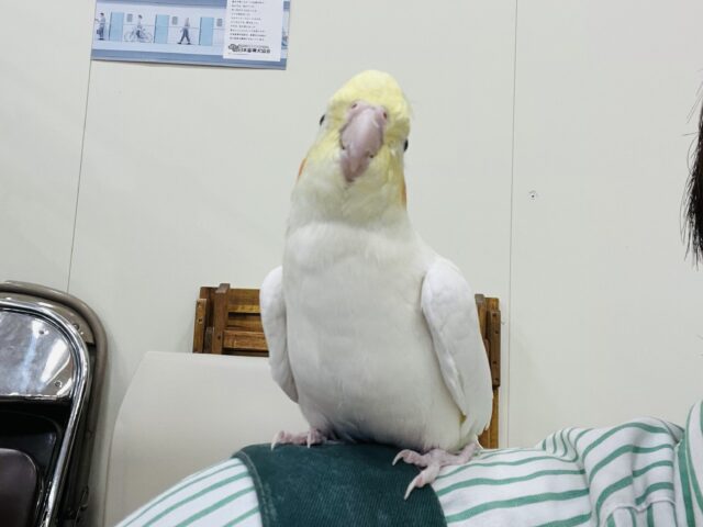 オカメインコ