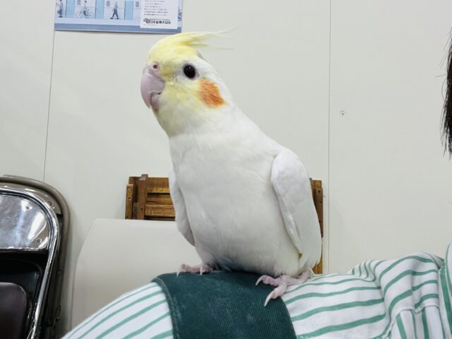 オカメインコ