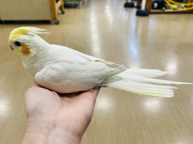 オカメインコ