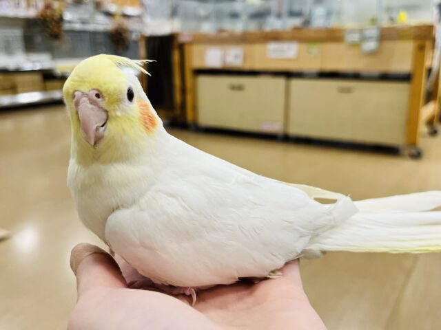 オカメインコ