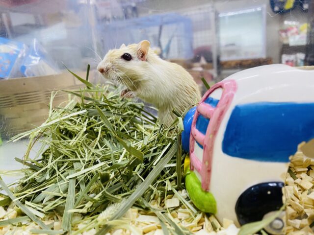 カラージャービル（スナネズミ）