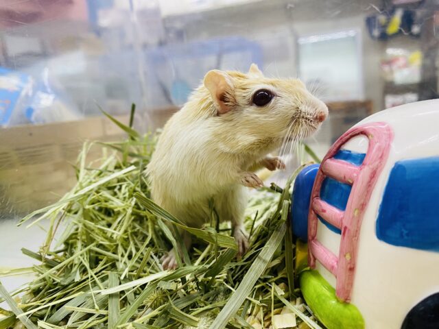 カラージャービル（スナネズミ）