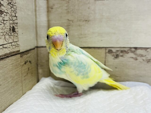 セキセイインコ