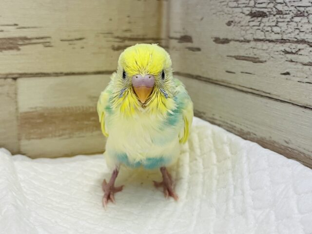 セキセイインコ