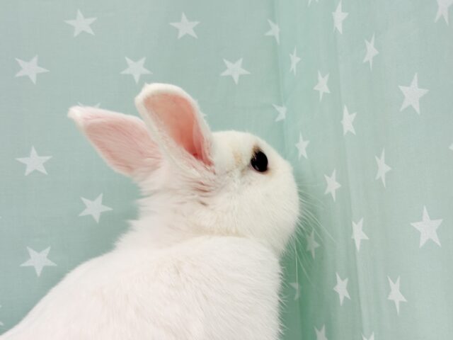 ネザーランドドワーフ
