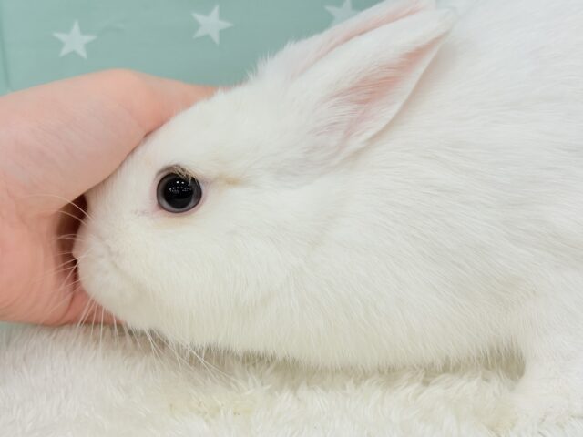 ネザーランドドワーフ