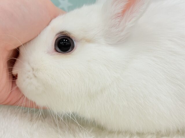 ネザーランドドワーフ