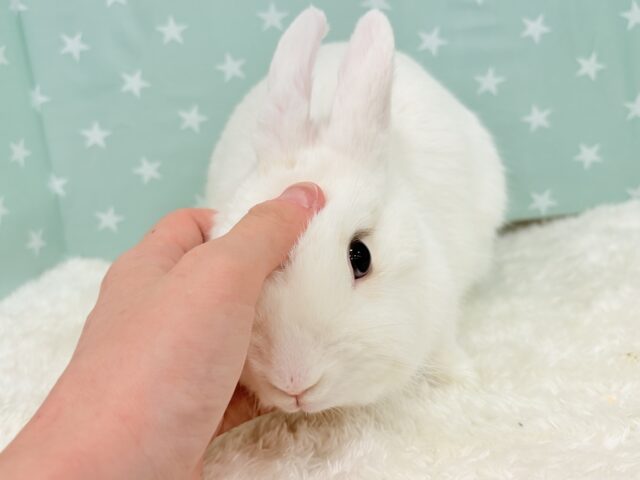 ネザーランドドワーフ