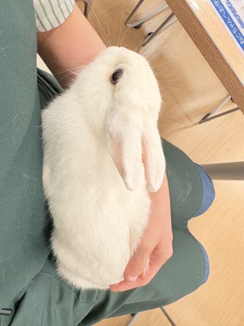 ネザーランドドワーフ