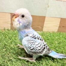 最新画像あります❣️クールな模様が素敵でしょ😎✨定番人気のセキセイインコオパーリン💙