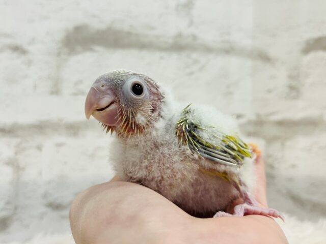 ホオミドリウロコインコ