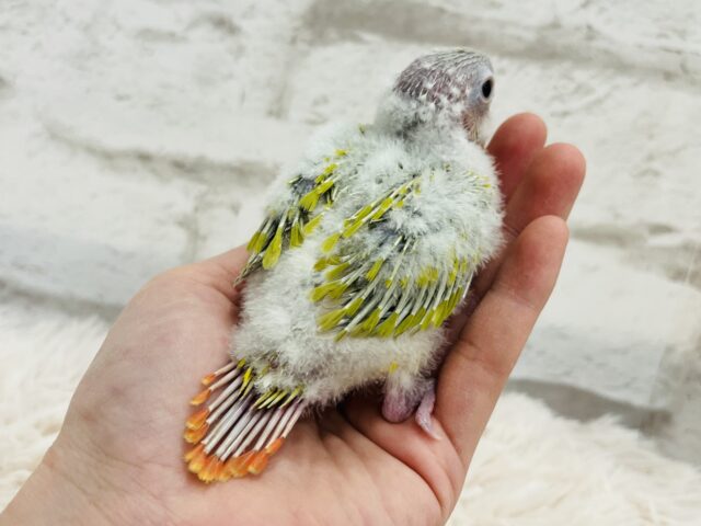 ホオミドリウロコインコ