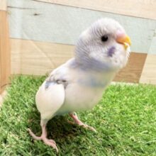 最新画像あります‼️青空に浮かぶフワフワ雲のような姿です☁️🩵セキセイインコのパイドカラー