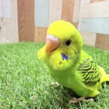 最新画像あります‼️ワタワタ身につけてドヤっと‼️セキセイインコのパイドカラー🌟