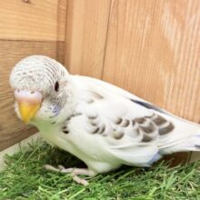 最新画像あります❣️あなたはごま塩ちゃんですか⁉️隠れブルーの素敵なセキセイインコハルクイン💎