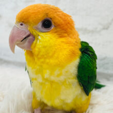 柑橘界の王子様🍊👑*°シロハラインコ(男の子) ヒナ