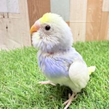 最新画像あります🌟あわ〜く優し〜くいきましょね〜🩵ほわほわさんなセキセイインコのパステルレインボーパイド🌟