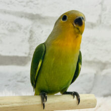 【動画更新🪄もうすぐひとり餌‪☆】フレッシュ🫧採れたて果汁100%🍊コザクラインコ(オレンジフェイス) ヒナ