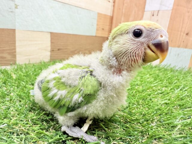 コザクラインコ（小桜インコ）